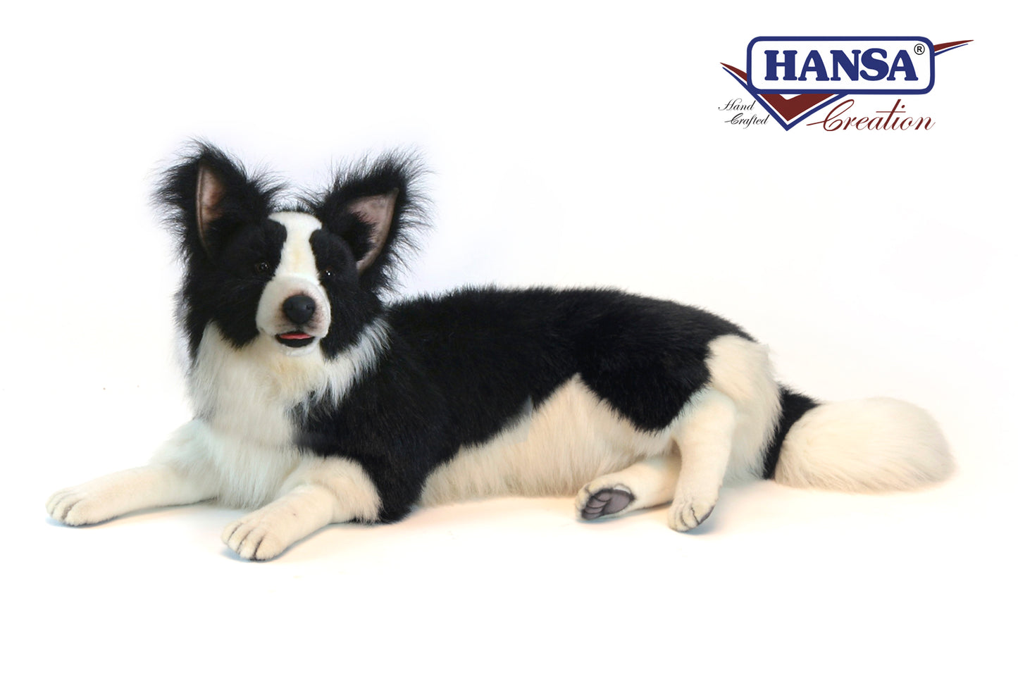 Laying Border Collie