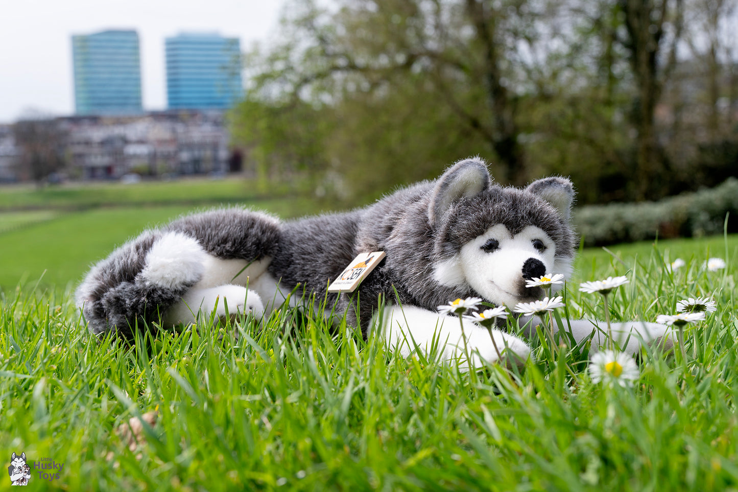 Kösen Lying Husky