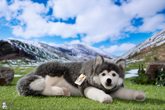 Kösen Lying Husky