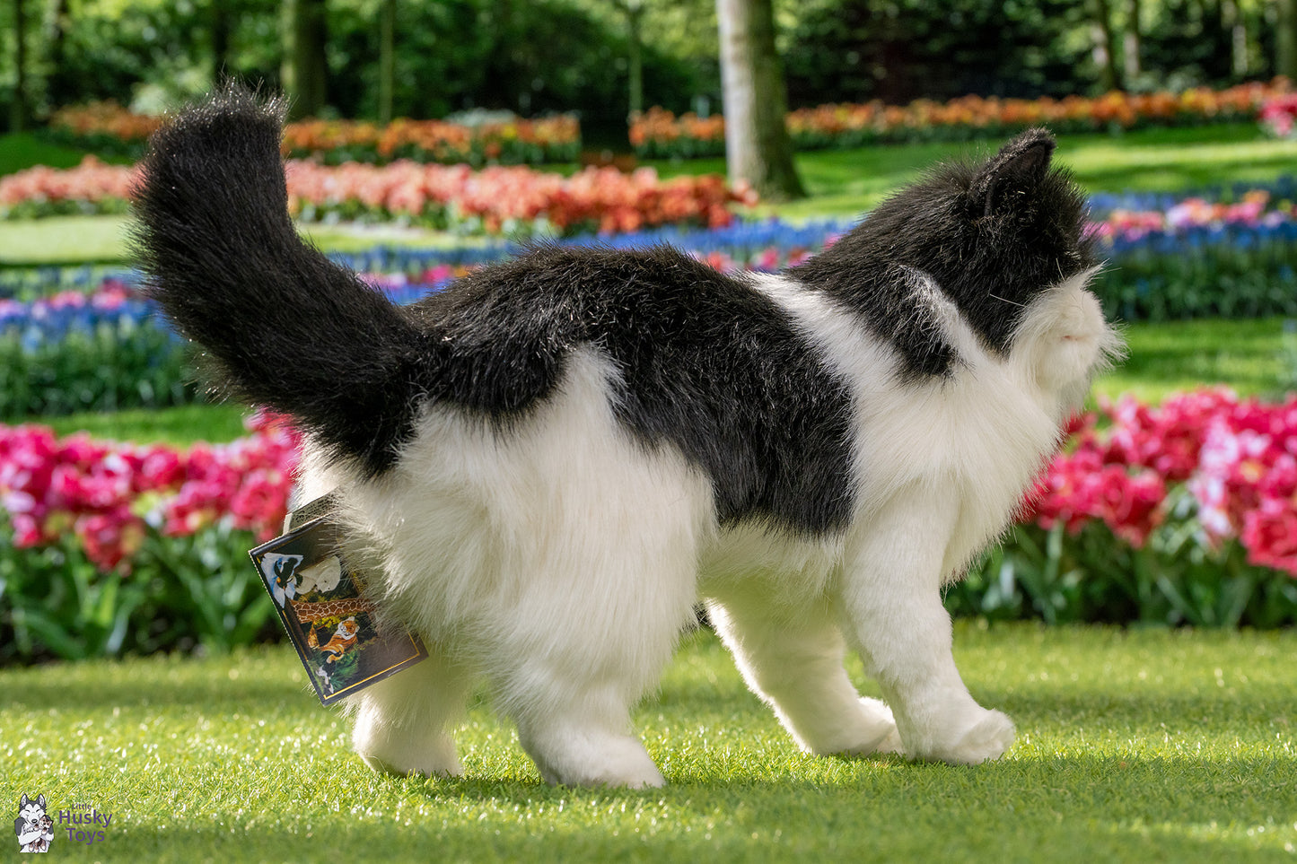 Black and White Cat