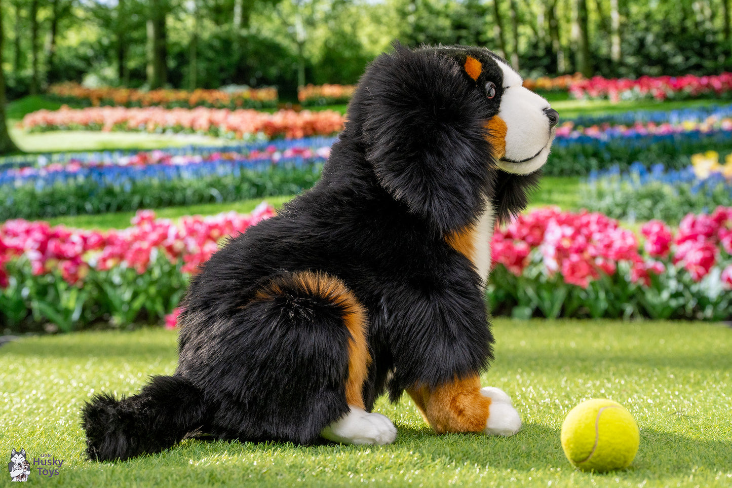 Bernese Mountain Dog Pup 56 cm