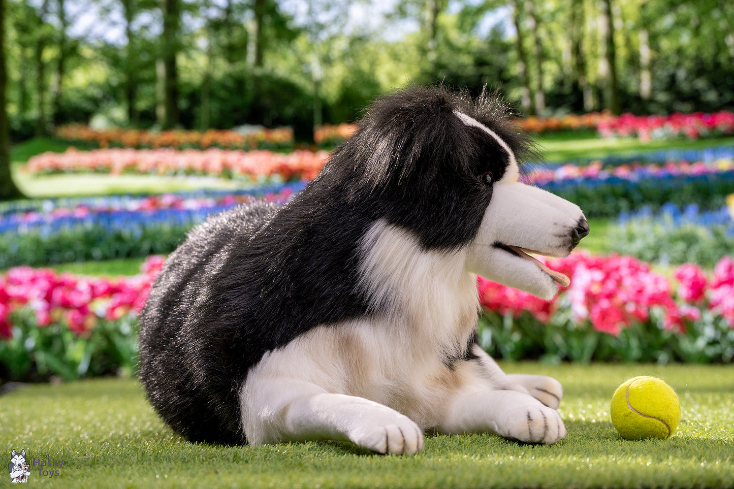 Laying Border Collie