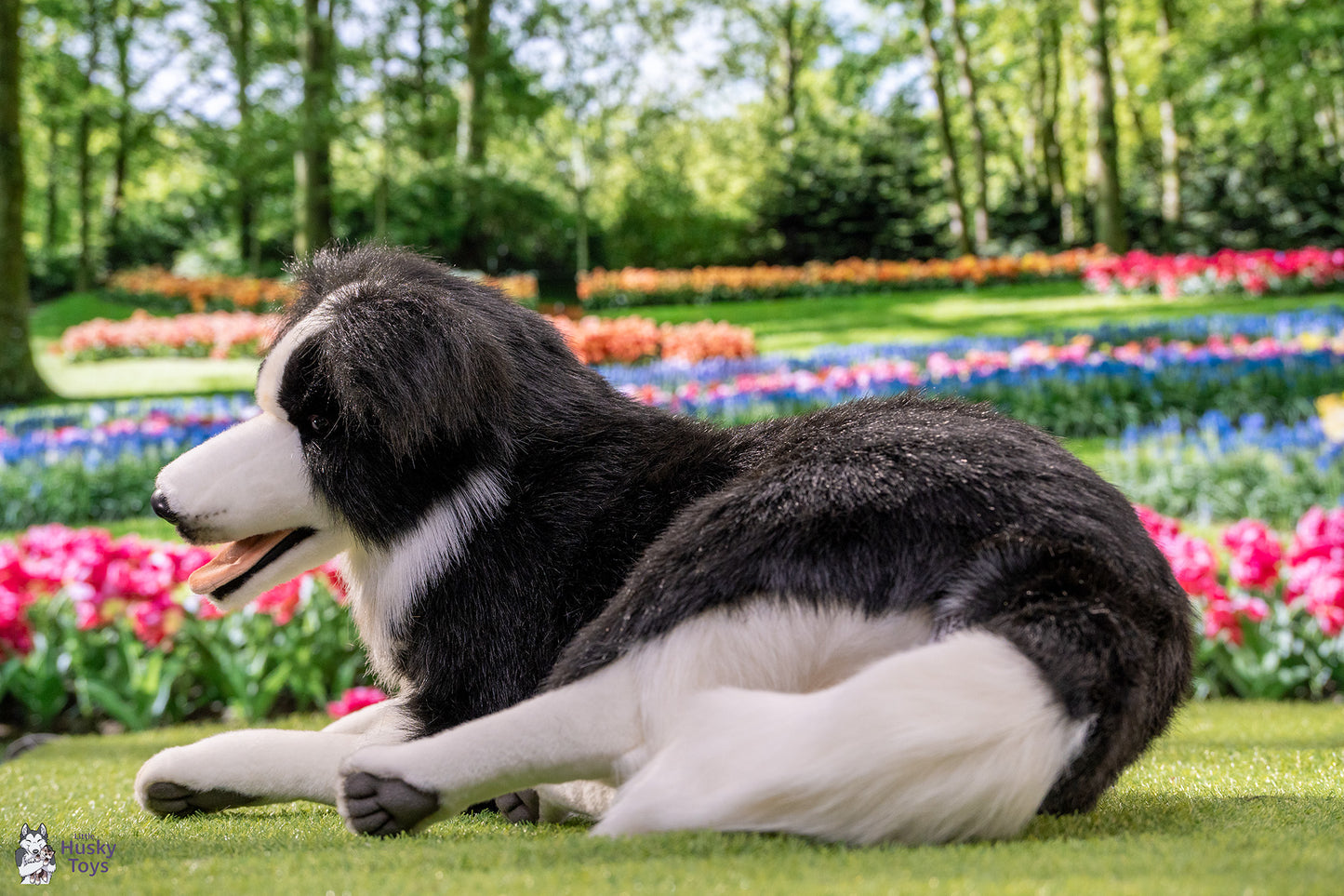 Laying Border Collie