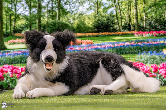 Laying Border Collie