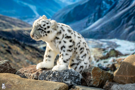 Snow Leopard 26 cm