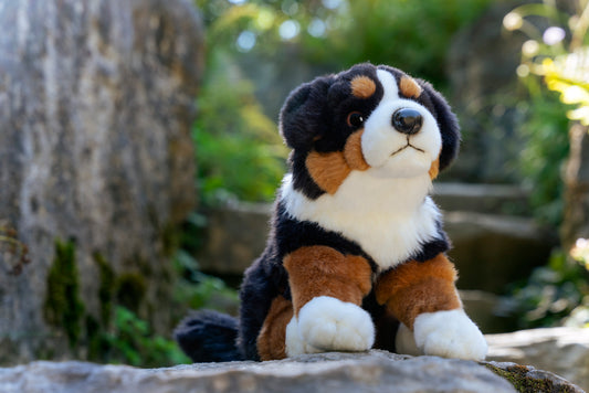 Teddy Hermann Sitting Bernese Mountain Dog
